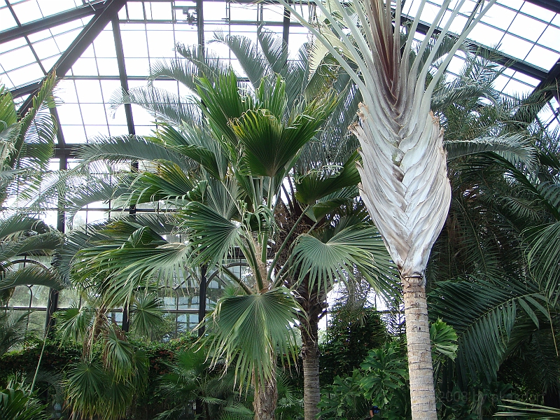 318 Longwood Gardens [2008 August 23].JPG - Longwood Gardens in Pennsylvania